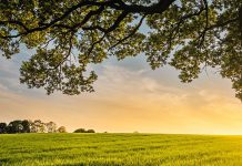 Echelon Smart Rower Review: Is It Worth Buying?