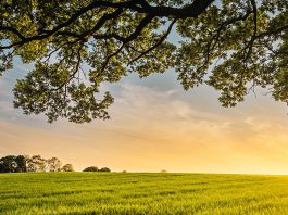 Echelon Smart Rower Review: Is It Worth Buying?