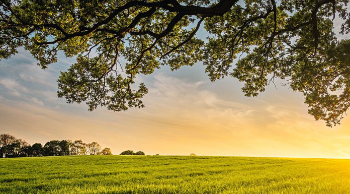 Echelon Smart Rower Review: Is It Worth Buying?