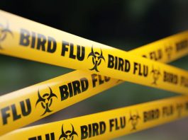 Vaccine Makers Prep Bird Flu Shot For Humans ‘Just in Case’; Rich Nations Lock in Supplies