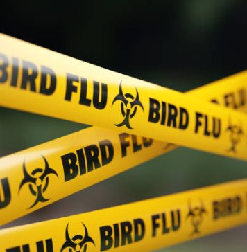 Vaccine Makers Prep Bird Flu Shot For Humans ‘Just in Case’; Rich Nations Lock in Supplies