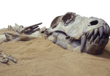 “Ancient Dinosaur Fossil Unearthed in Brazil’s Rio Grande do Sul: A Glimpse into Early Dinosaur Evolution”