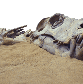 “Ancient Dinosaur Fossil Unearthed in Brazil’s Rio Grande do Sul: A Glimpse into Early Dinosaur Evolution”