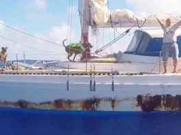 Woman Rescued 80km from Japan Beach After 36 Hours