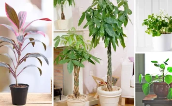 15 Good Luck Plants for a Vibrant and Positive Home