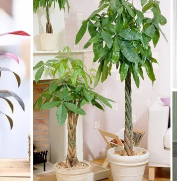 15 Good Luck Plants for a Vibrant and Positive Home