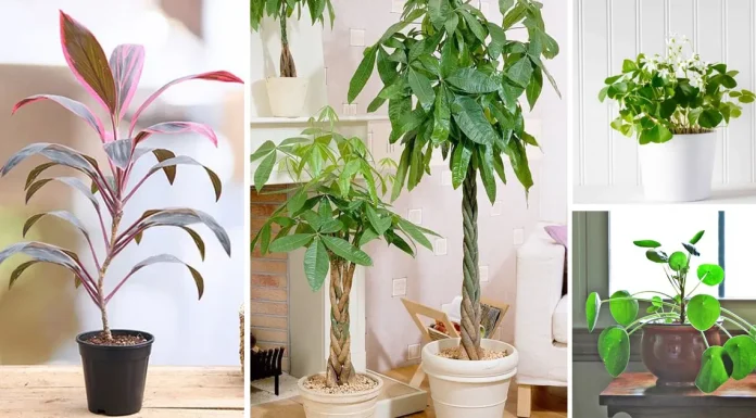 15 Good Luck Plants for a Vibrant and Positive Home