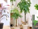 15 Good Luck Plants for a Vibrant and Positive Home