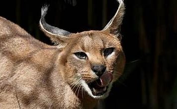 Spanish Police Bust Exotic Cat Trafficking Ring; Couple Arrested in Majorca