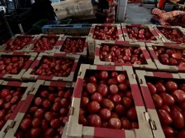 Tomato Prices Set to Rise in U.S. Due to New Mexican Tariffs