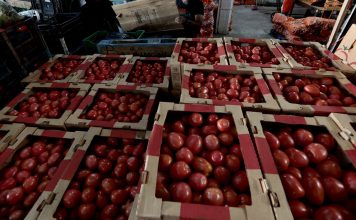 Tomato Prices Set to Rise in U.S. Due to New Mexican Tariffs