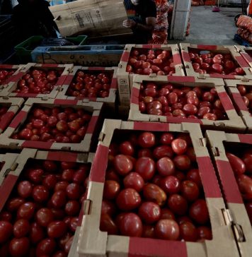 Tomato Prices Set to Rise in U.S. Due to New Mexican Tariffs