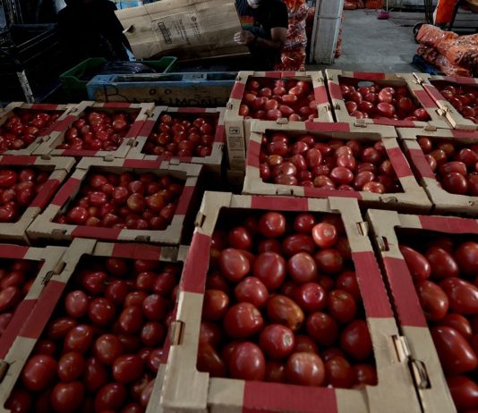 Tomato Prices Set to Rise in U.S. Due to New Mexican Tariffs