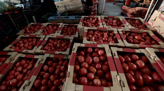 Tomato Prices Set to Rise in U.S. Due to New Mexican Tariffs
